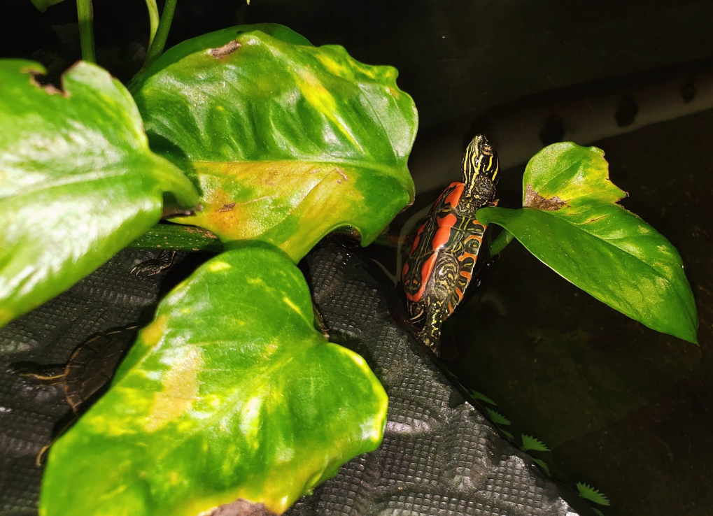 A western painted turtle