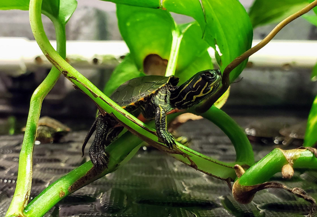 A western painted turtle in leaves
