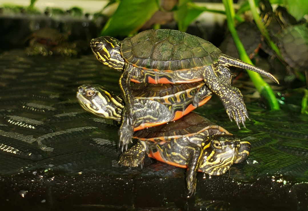 Three western painted turtles one on top of each other