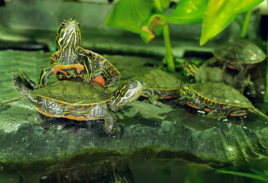 Western painted turtles on top of each other