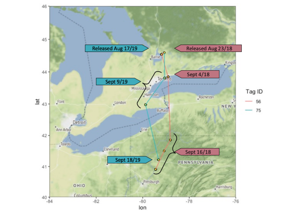 A map with locations and dates of the eastern loggerhead shrike