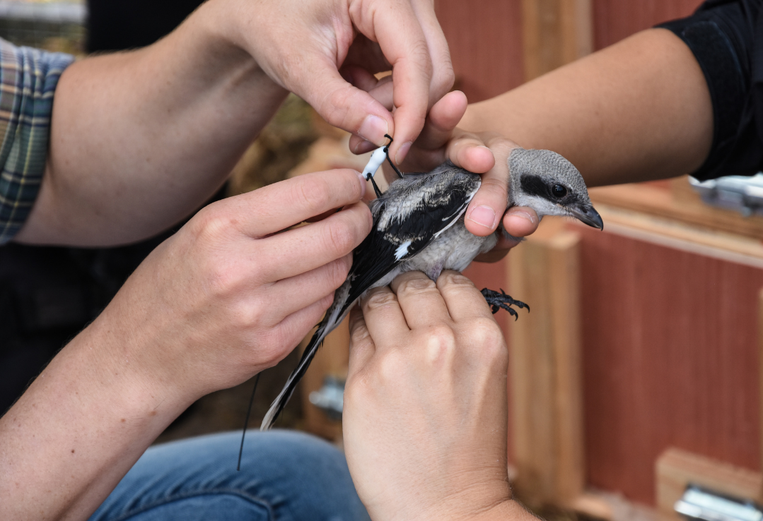 an eastern loggerhead shrike getting tagged