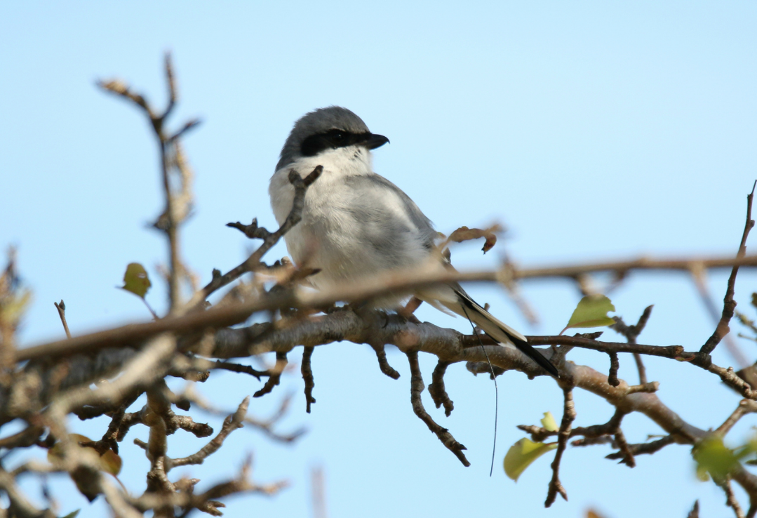 An eastern loggerhead shrike sitting on a branch