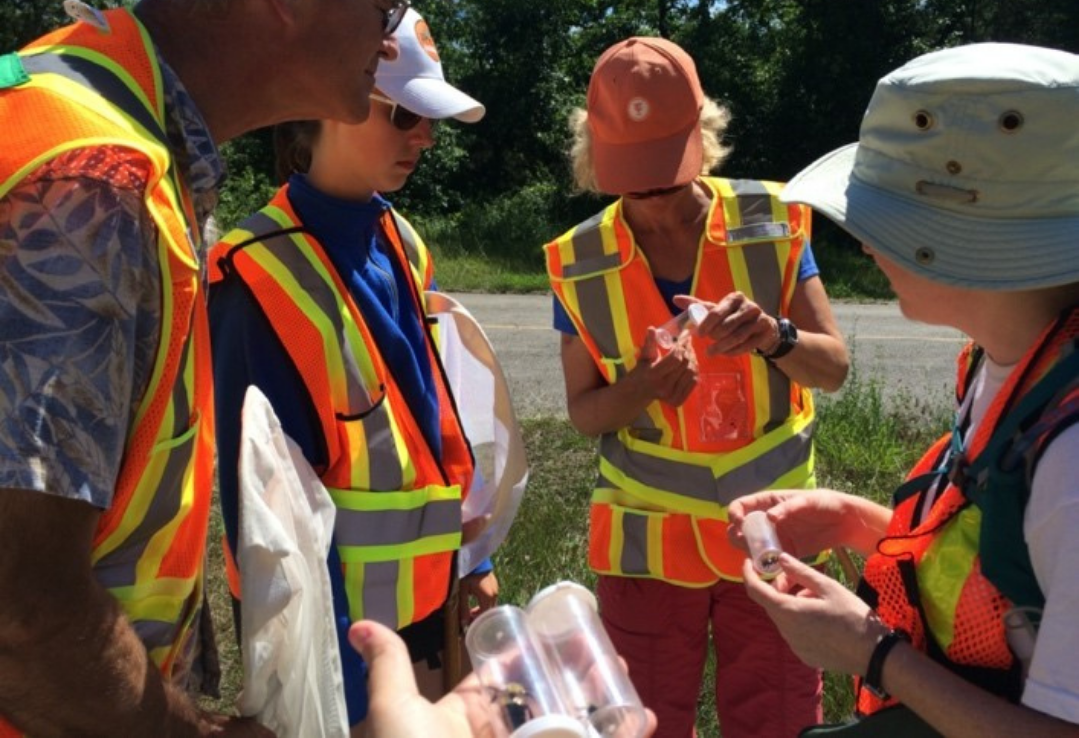Volunteers wearing bright orange and yellow shirts at the pinery collecting bumble bees for community science