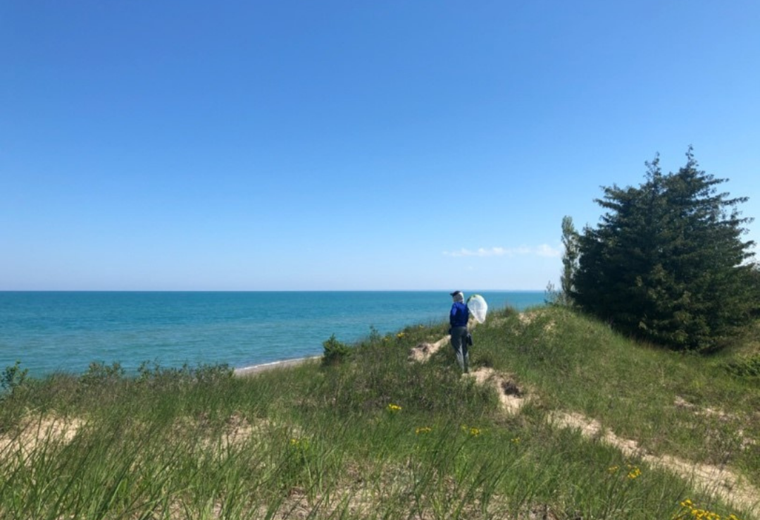 Coastal dunes and blue water with a person looking in the distance