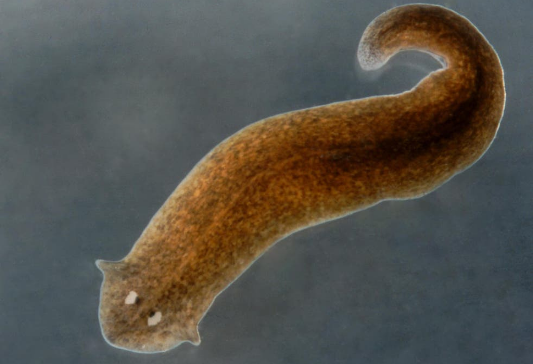 Planaria Flatworm