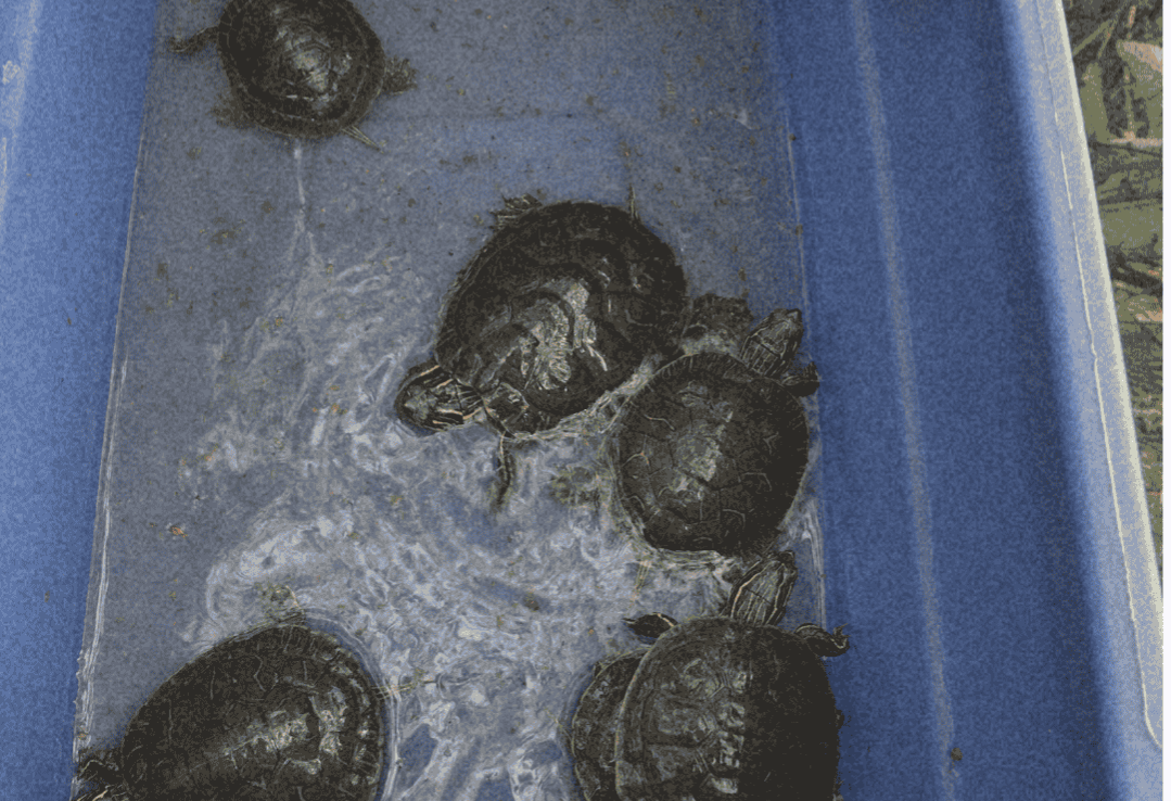 WhoIsLurkingInTheTurtleTubs_TurtlesInTub_AndreaGielens Turtles in a blue tub with some water