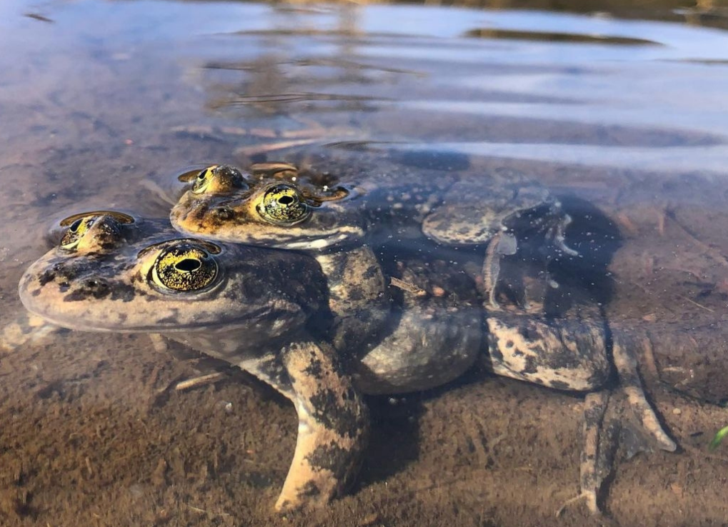 Male frog on top of female frog which is called amplexus
