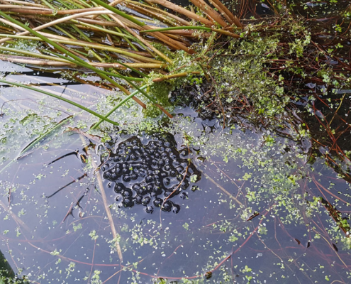 Frog egg mass in pond
