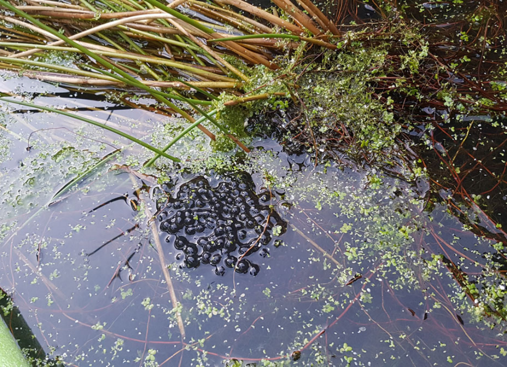 Frog egg mass in pond