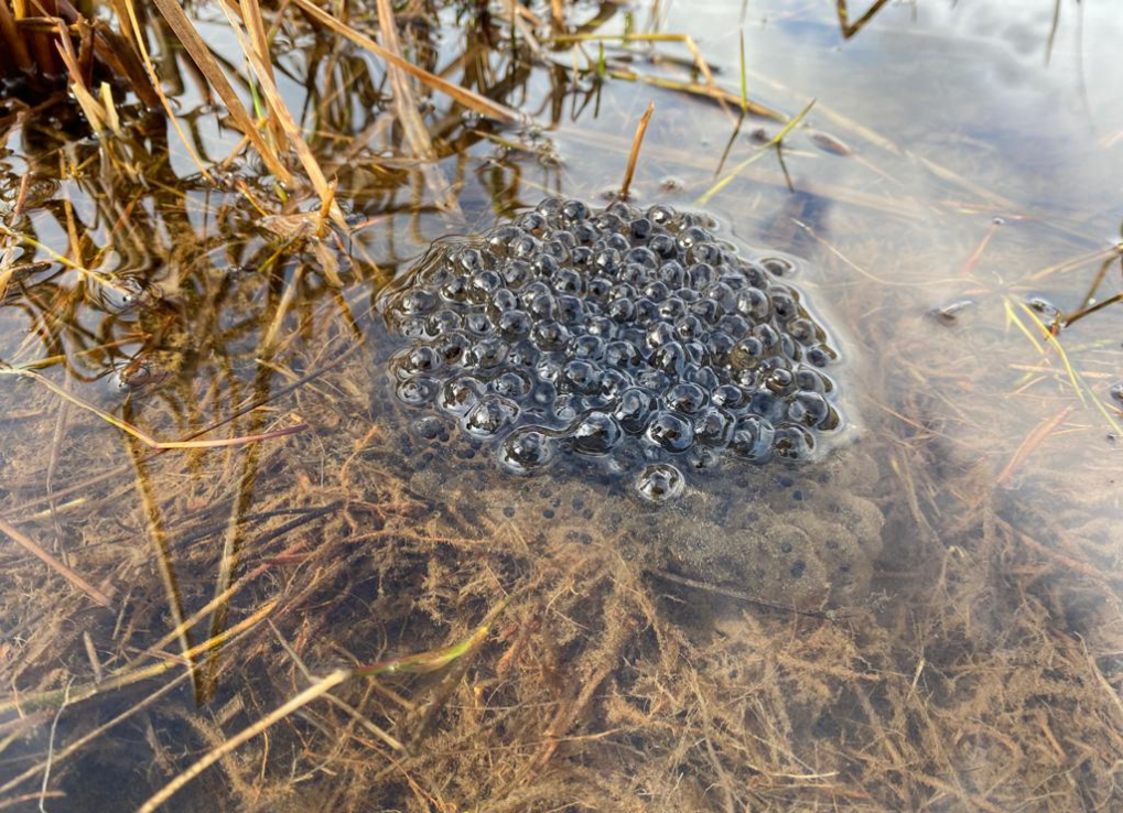 Frog egg mass in pond