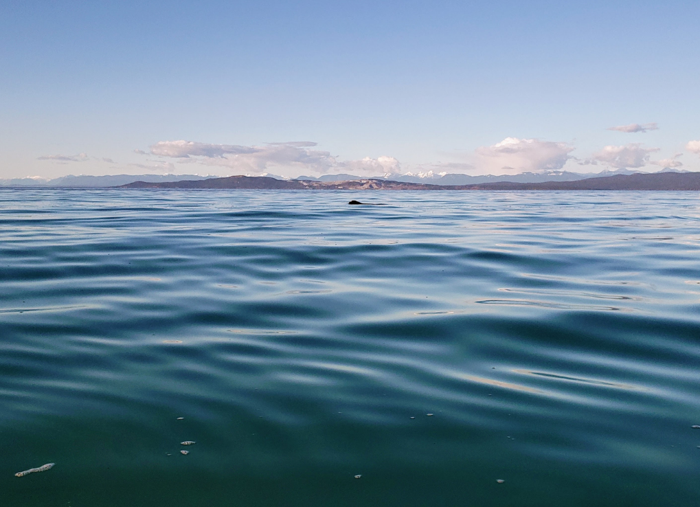 the ocean with hills in the distance and a sea lion head out of the water