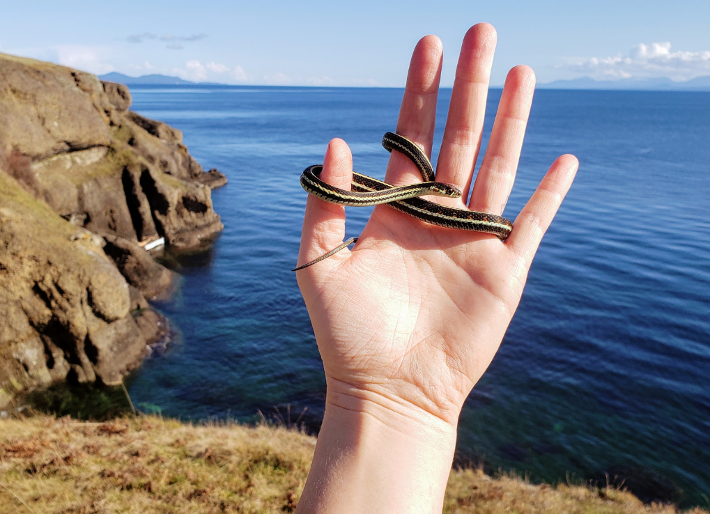 Small garter snake in hand with ocean background