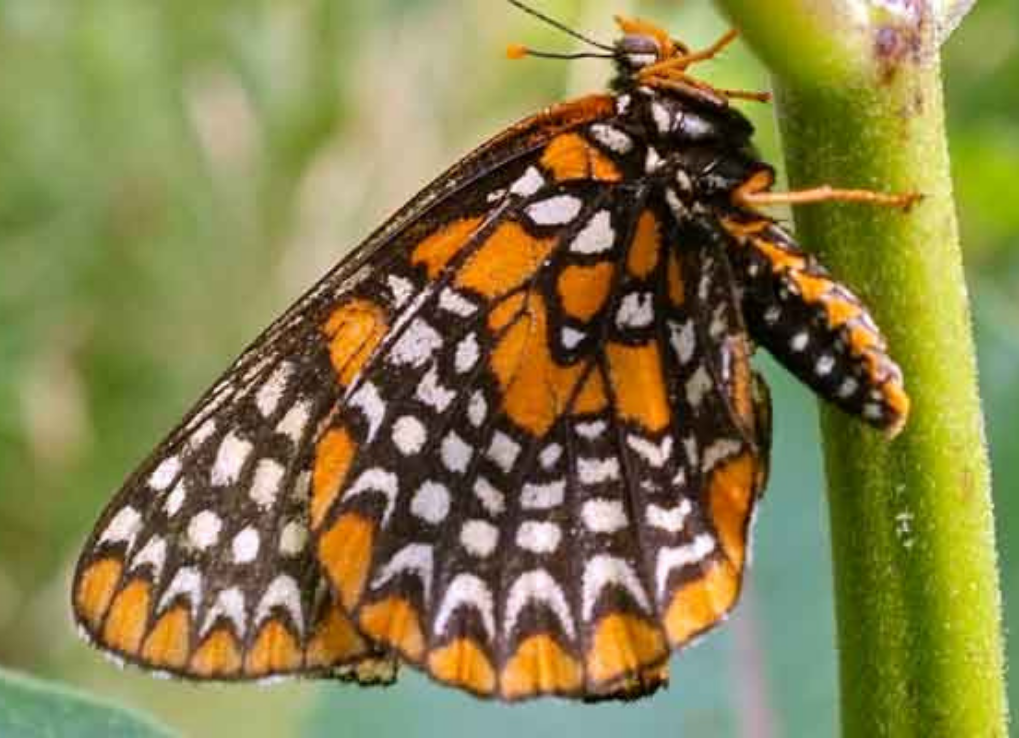 Taylor's checkerspot butterfly on a plant stem