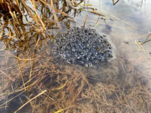 IMG-20210307-WA0002_182555795490616