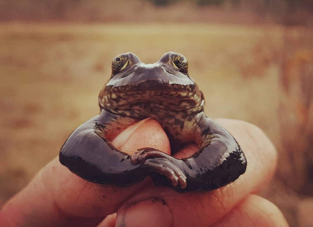 Oregon Spotted frog hugging a hand