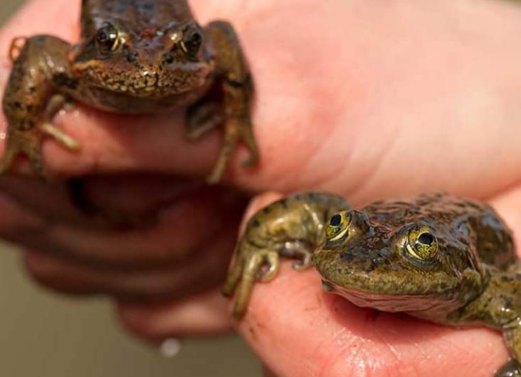 two oregon spotted frogs each in a hand