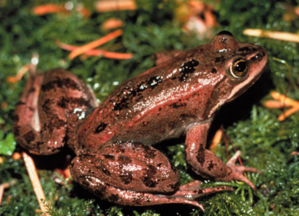 BreedingSeasonScience_OregonSpottedFrog Oregon spotted frog with a redish-brown colour and black spots