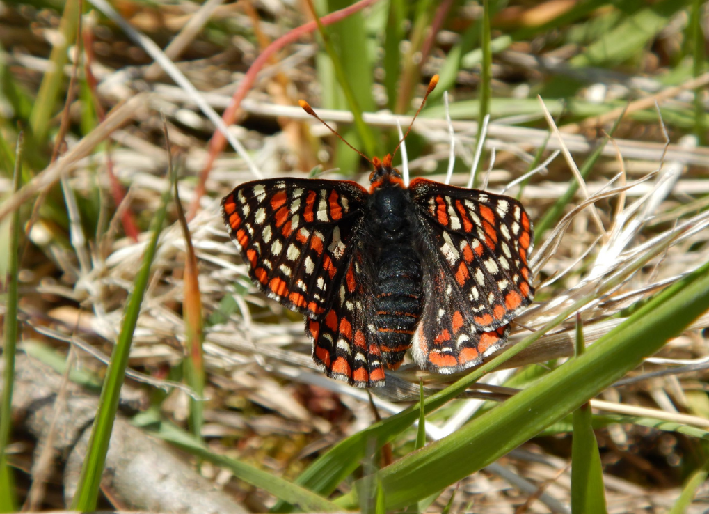 ReinforcementsHaveArrived_TaylorsCheckerspot_B.Zand Taylor's Checkerspot butterfly