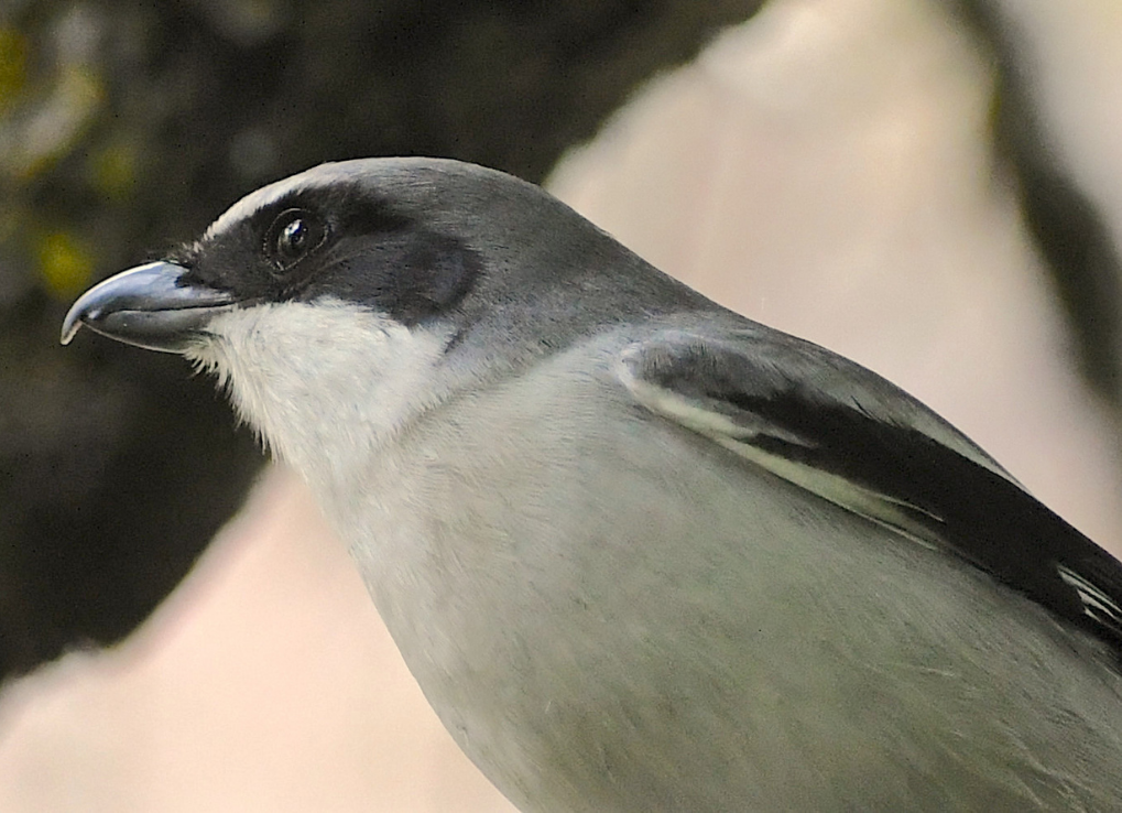 close-up of an eastern loggerhead shrike