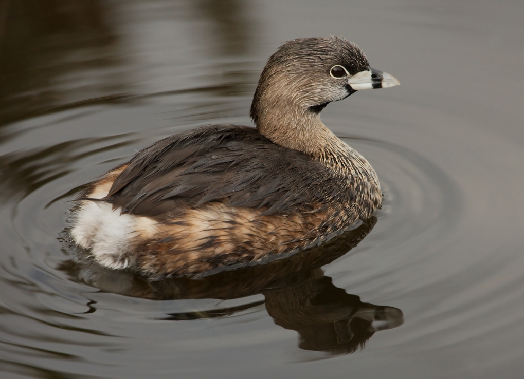 A Pied-Billd Grebe on the water