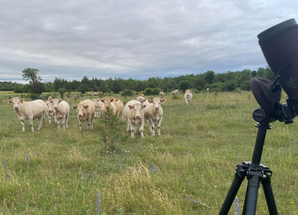 MeetTheRecoveryTeamTheFarmerAndTheCow_CowsInField_H.Polowyk