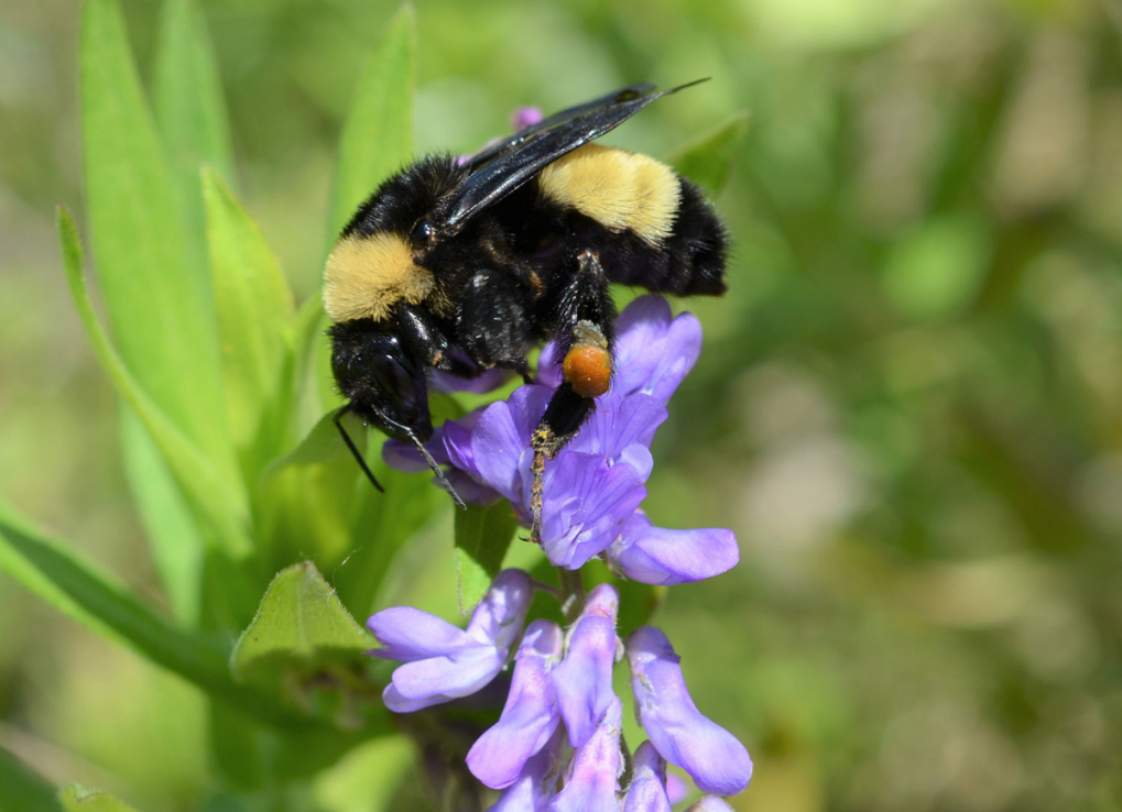 HowBumbleBeeWatchSupportsConservation_AmericanBumbleBee