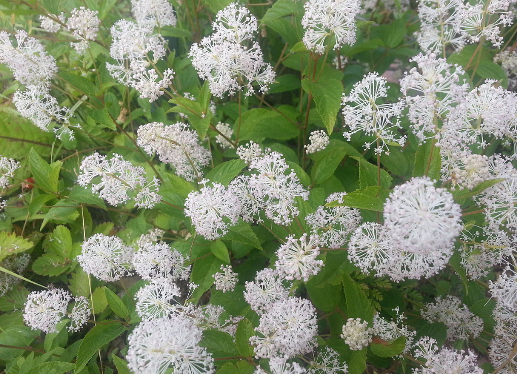 Plant species Ceanothus Americanus