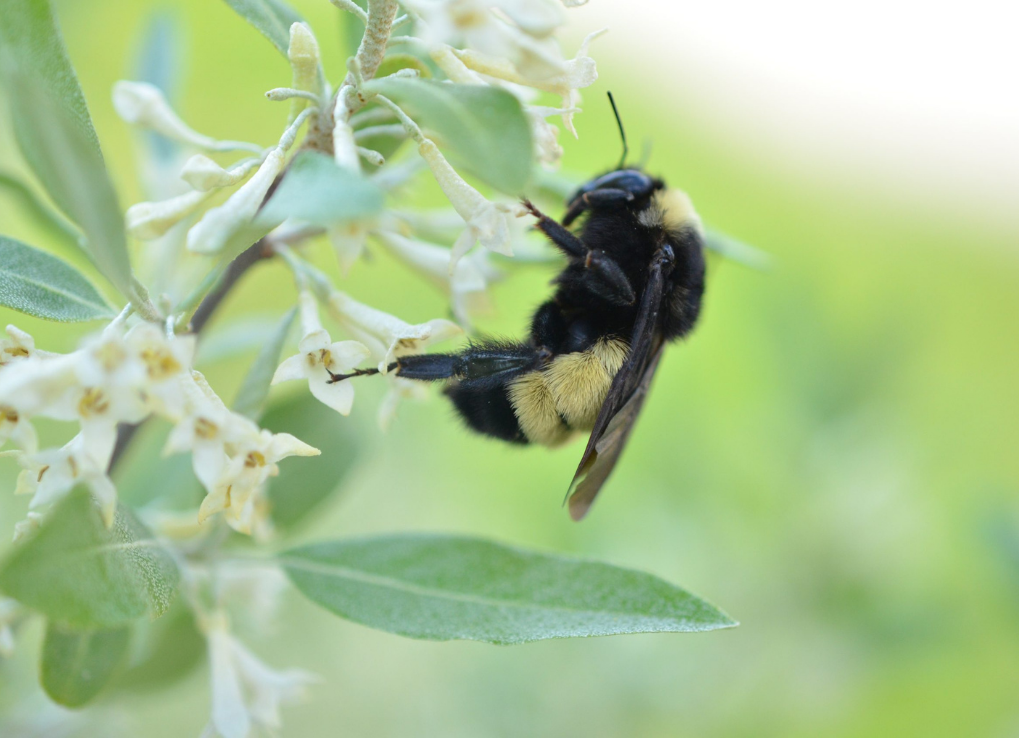 TopFiveHighlightsOfTheBumbleBeeSeason_AmericanBumbleBee_T.Harrison bumble bee on a while flower