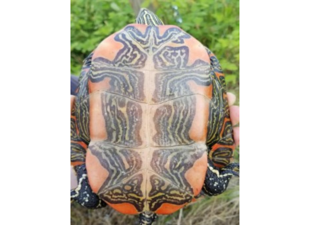 TurtlePhotoRetakeDayClassOf2021_AdultWesternPaintedTurtle adult western painted turtle underside