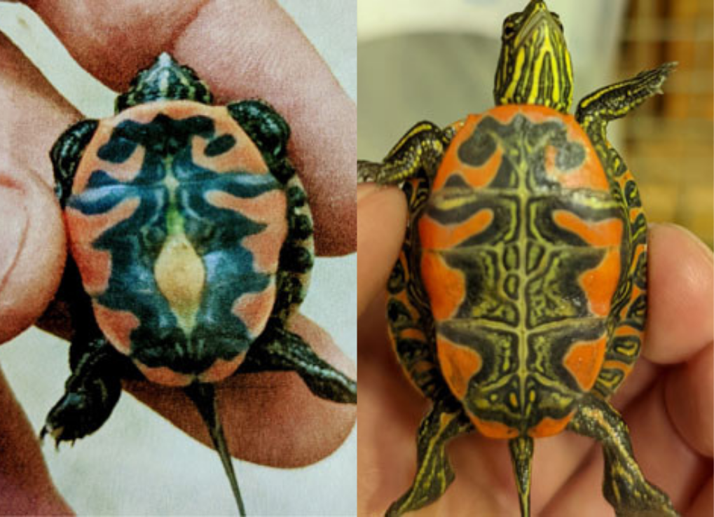underside of baby western painted turtle with yolk sac on left, and without yolk sac on right