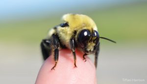 Bumble on finger 700x400