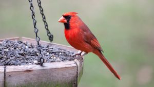 Cardinal at feeder - Canva royalty free