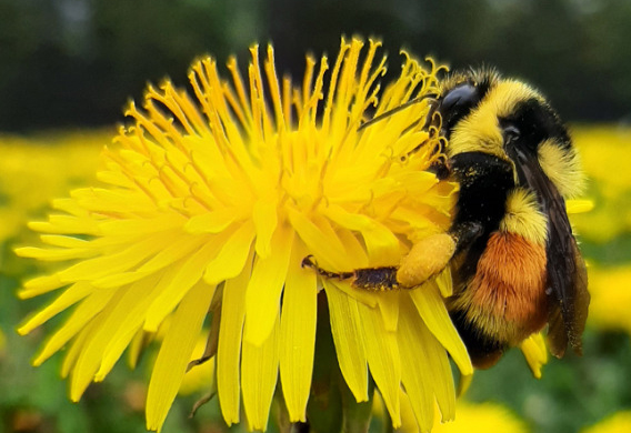 Bumble bee on yellow flower