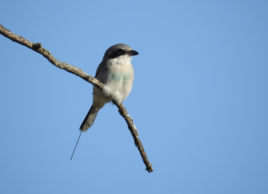 HHess_Shrike A black, white and grey bird is perched on a branch against a blue sky.