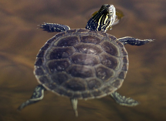 Western Painted Turtle