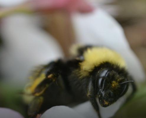 Yellow-Banded Bumble Bee