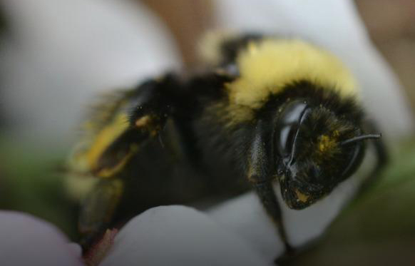 Yellow Banded Bumble Bee
