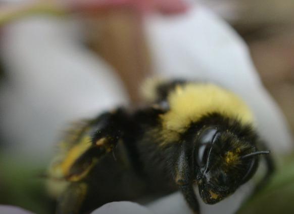 Yellow-Banded Bumble Bee