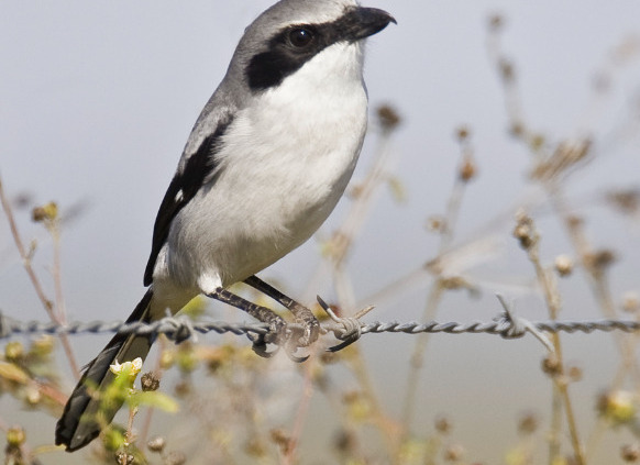 Eastern Loggerhead Shrike