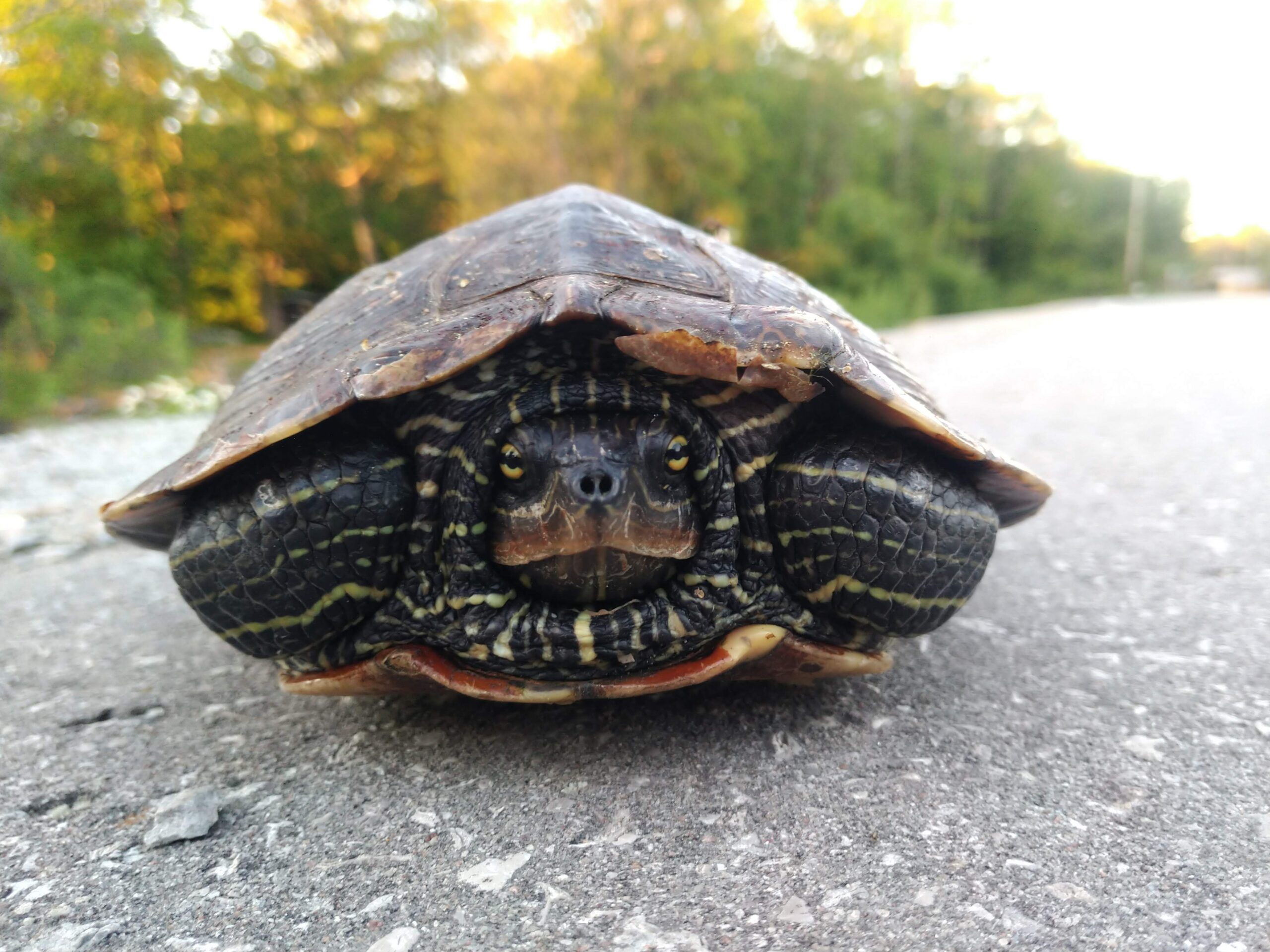 How can I help turtles? - Wildlife Preservation Canada