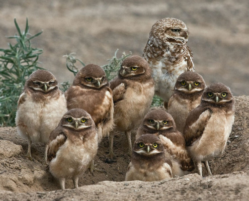burrowing owls huddled up