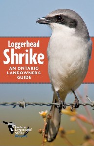 Landowners guide loggerhead shrike