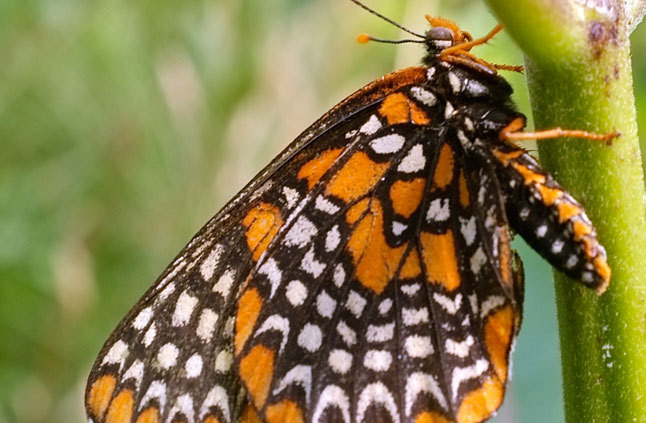 orange butterfly on tree