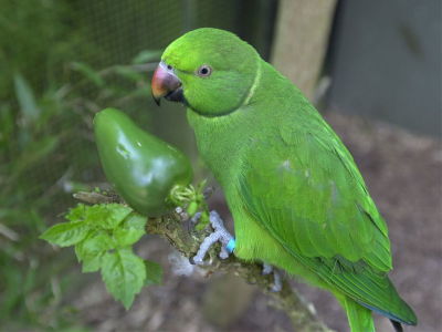 green Echo Parakeet