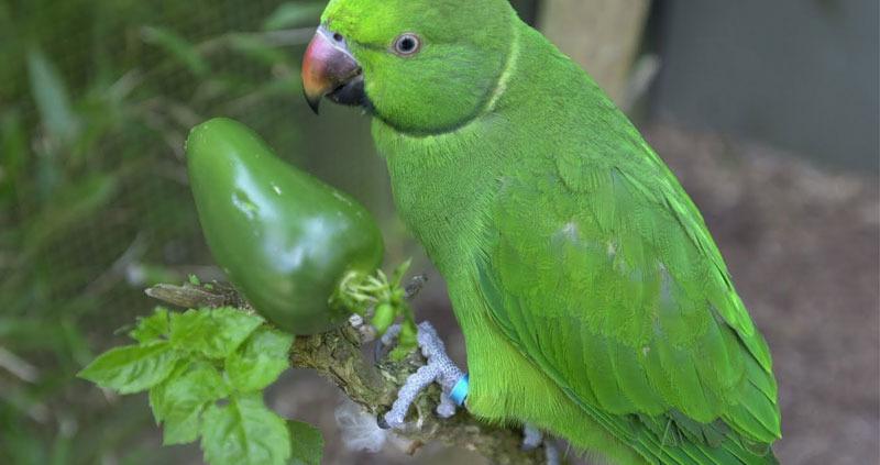 green Echo Parakeet