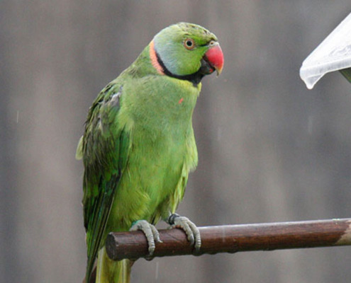 green echo parakeet