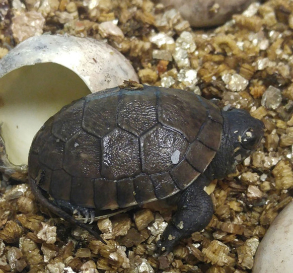 Blanding’s Turtle