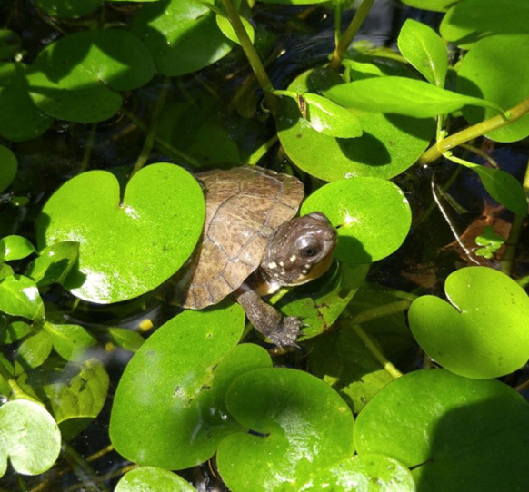 Blanding's Turtle