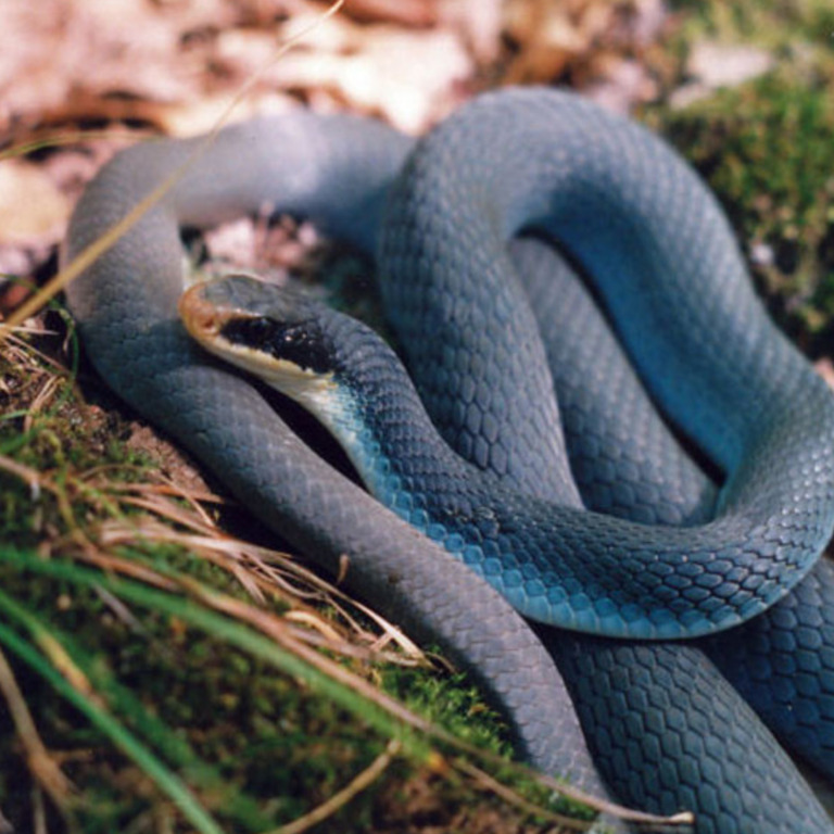 How Many Blue Racer Snake Home - Wildlife Preservation Canada